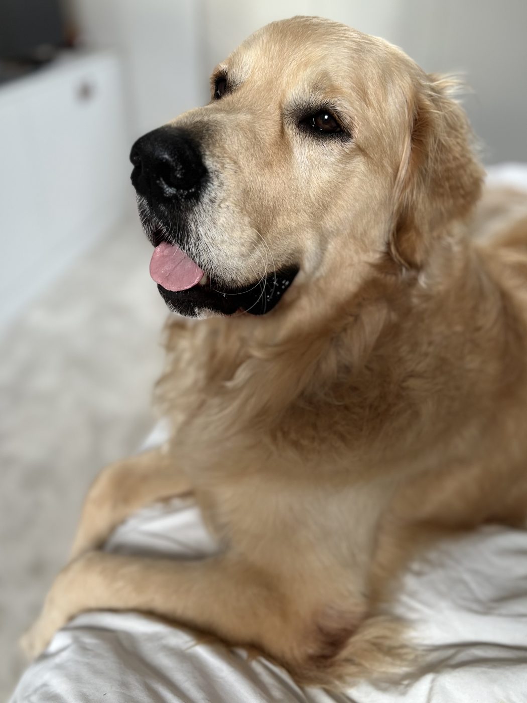 Bailey, le golden retriever de la maison, allongé avec son jouet