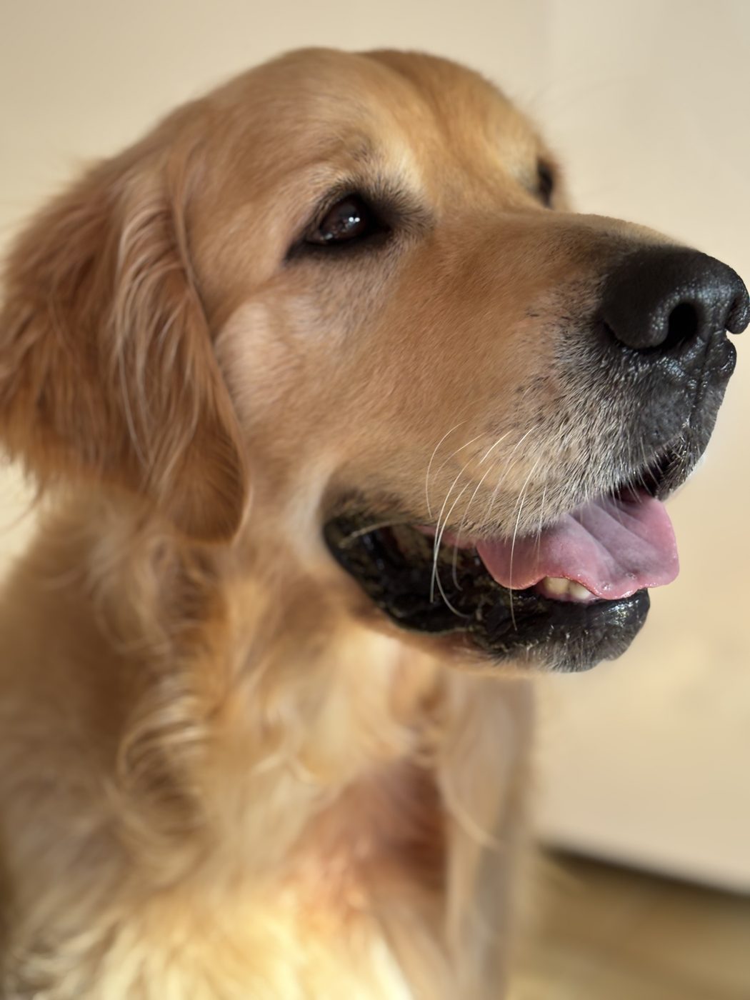 Portrait de Bailey, golden retriever souriant