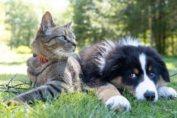 Un chien et un chat allongés à l'ombre dans l'herbe par forte chaleur