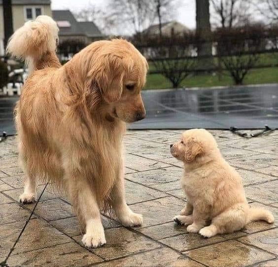 Bailey, the golden retriever of La Maison de Bailey, ready to welcome your dog in Bagneux, near Paris